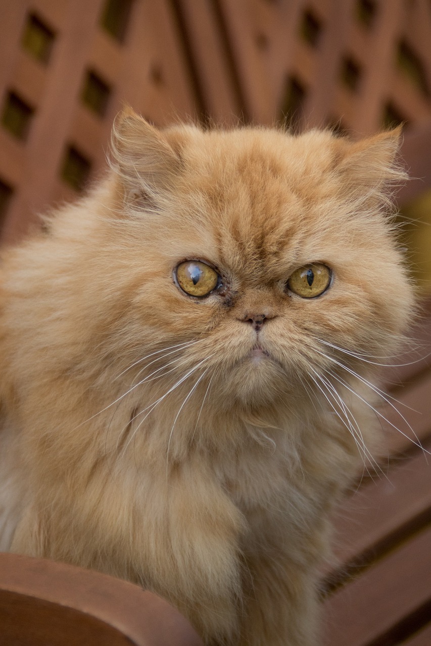 persian cat tuinbak free photo