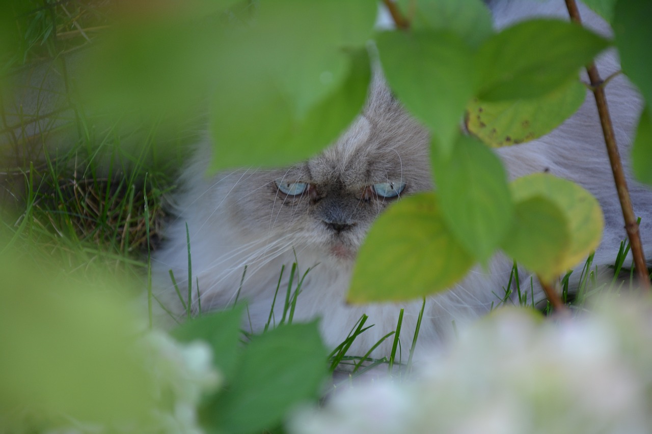 persian cat cat bush free photo
