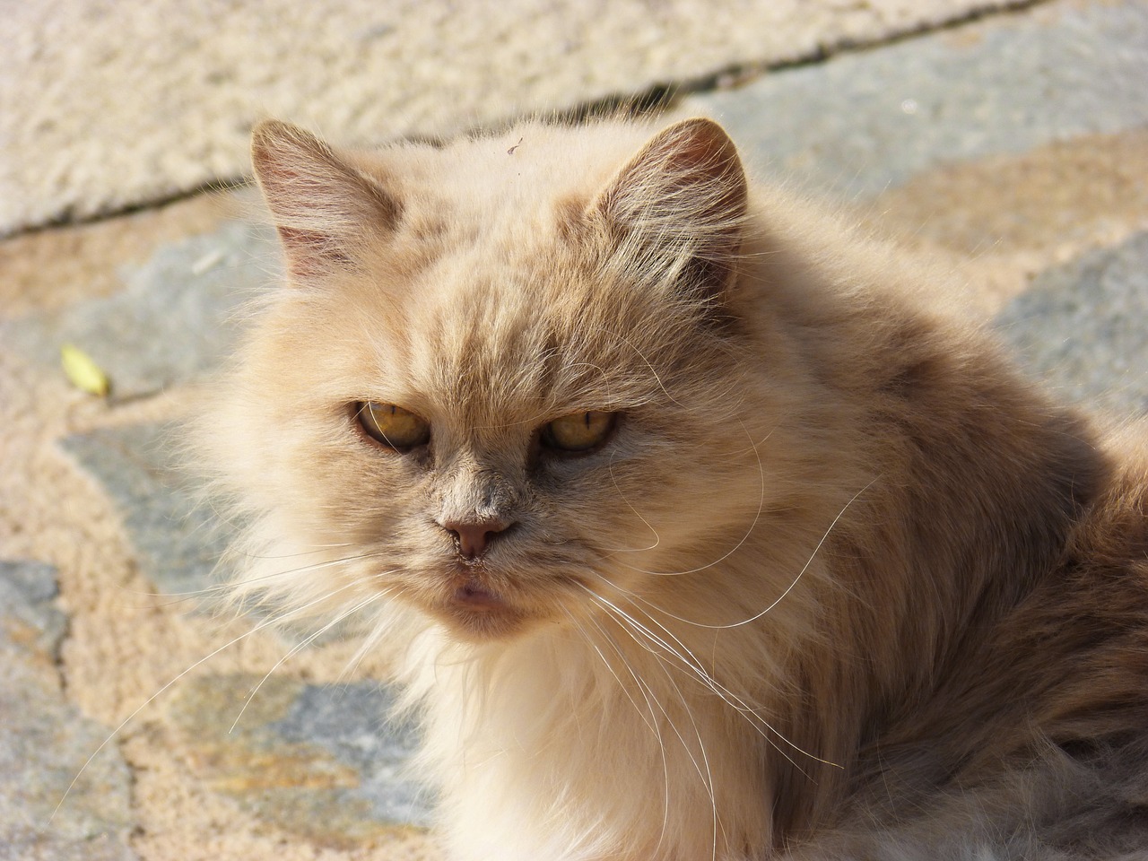 persian cat look cat free photo