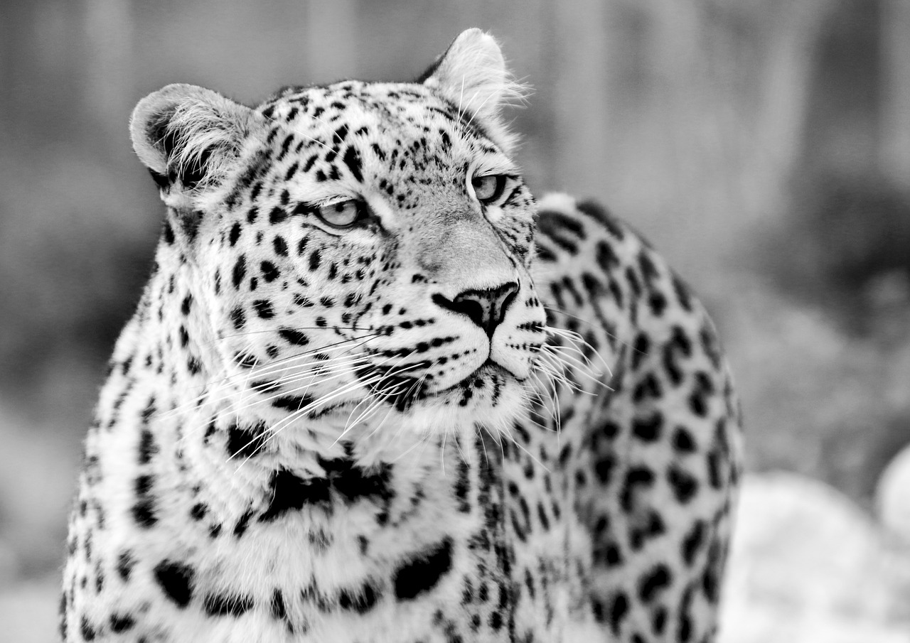persian leopard leopard black and white free photo