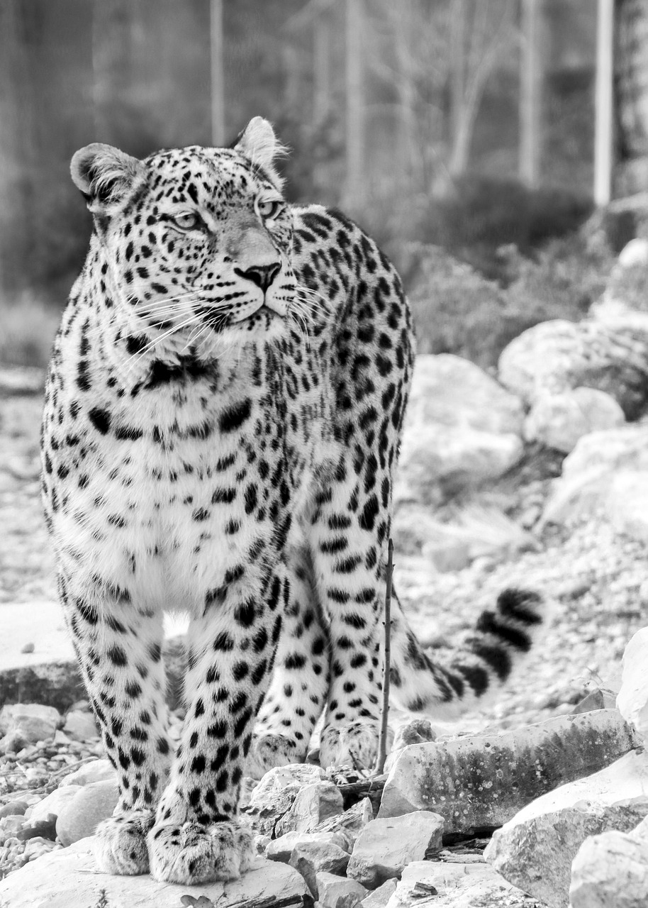 persian leopard leopard full length portrait free photo