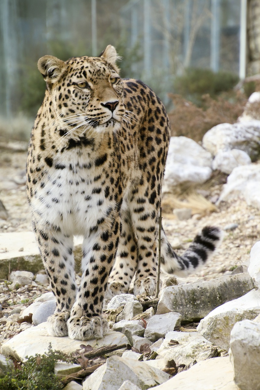 persian leopard leopard full length portrait free photo