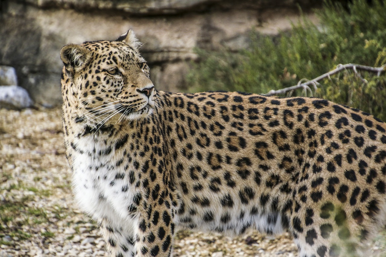 persian leopard leopard portrait free photo