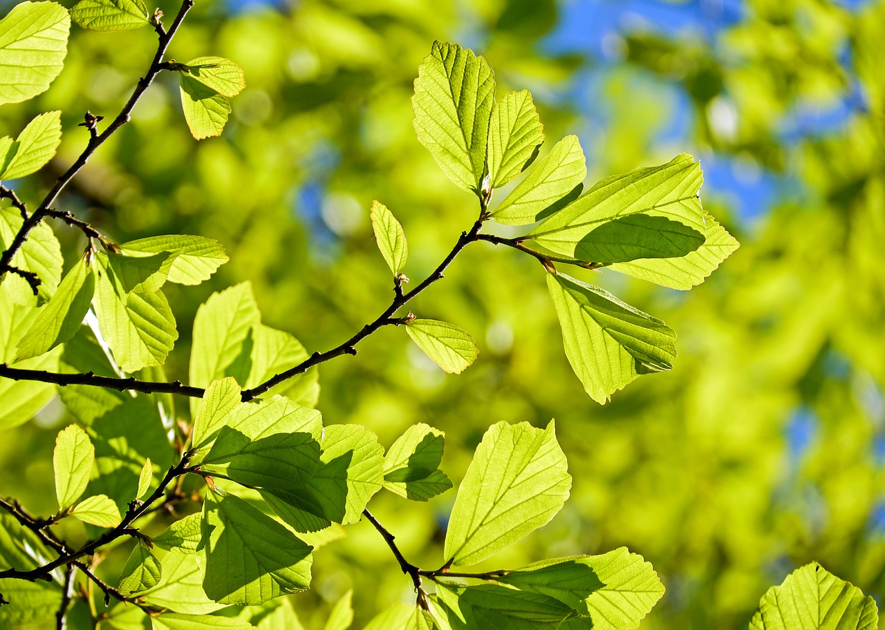 persian oak wood parrotia persica leaves free photo