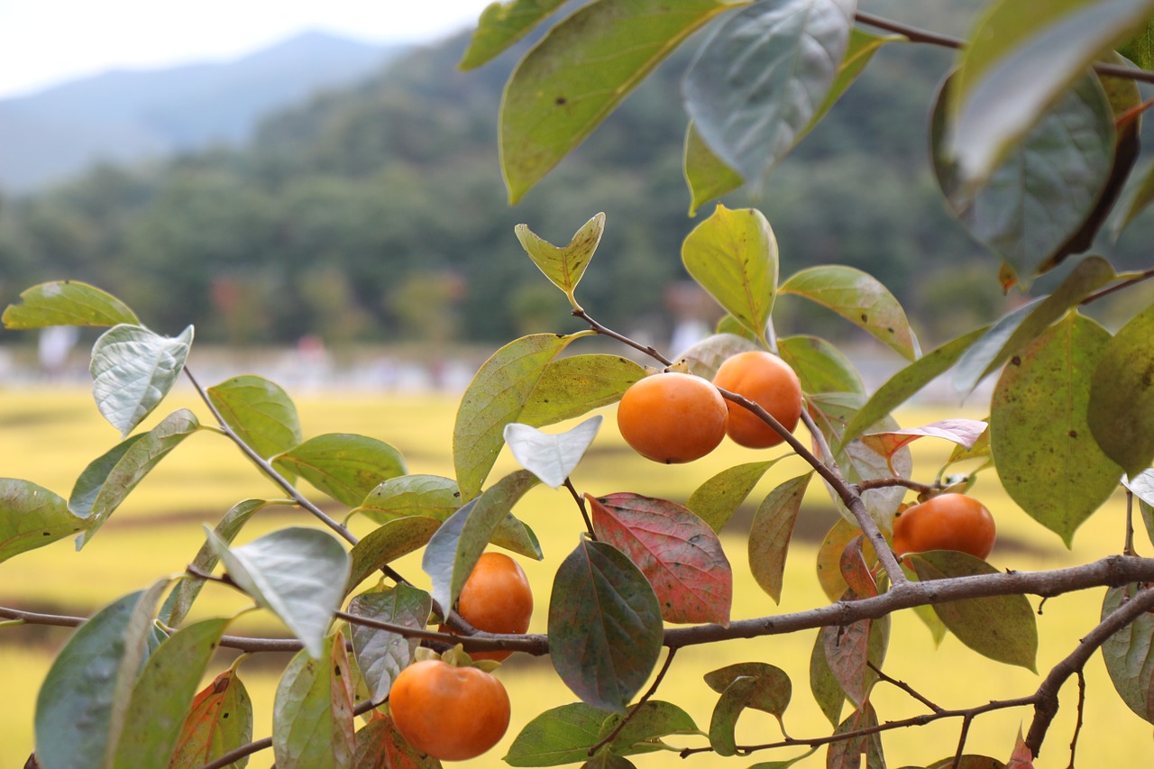 persimmon autumn fruit free photo