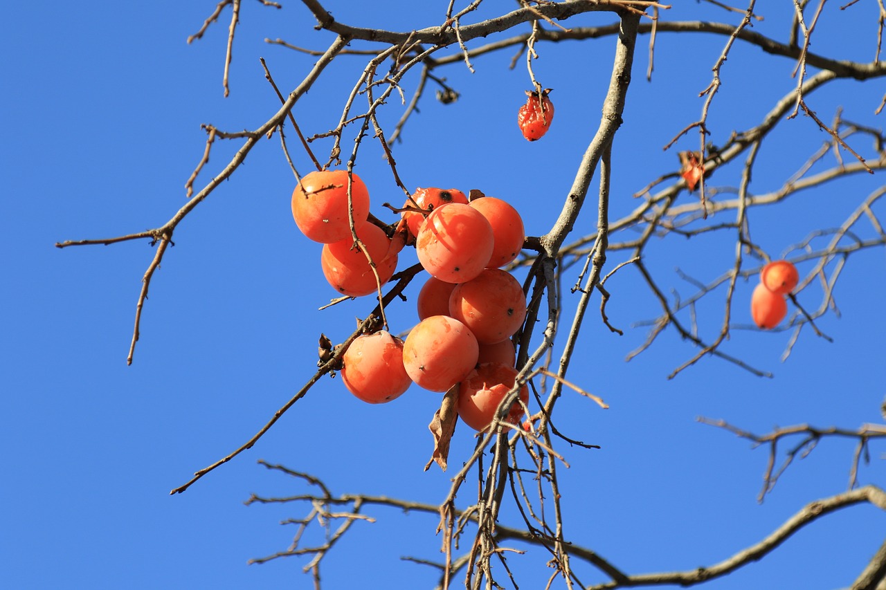 persimmon eggplant fruit free photo