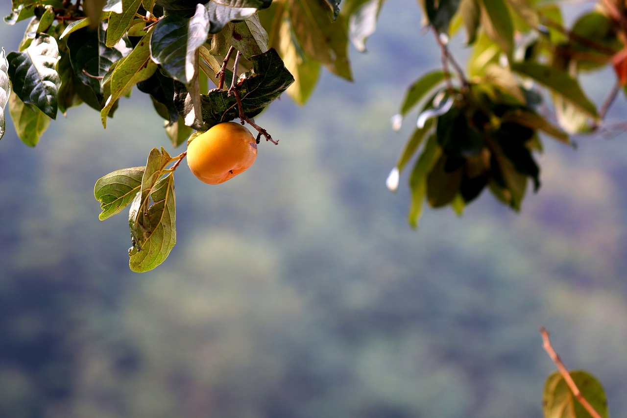 persimmon fruit autumn free photo