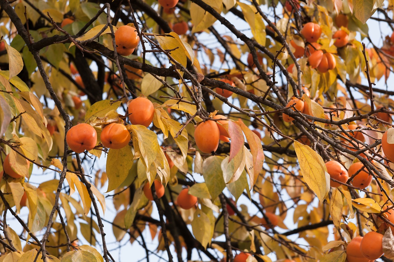 persimmon tree autumn free photo