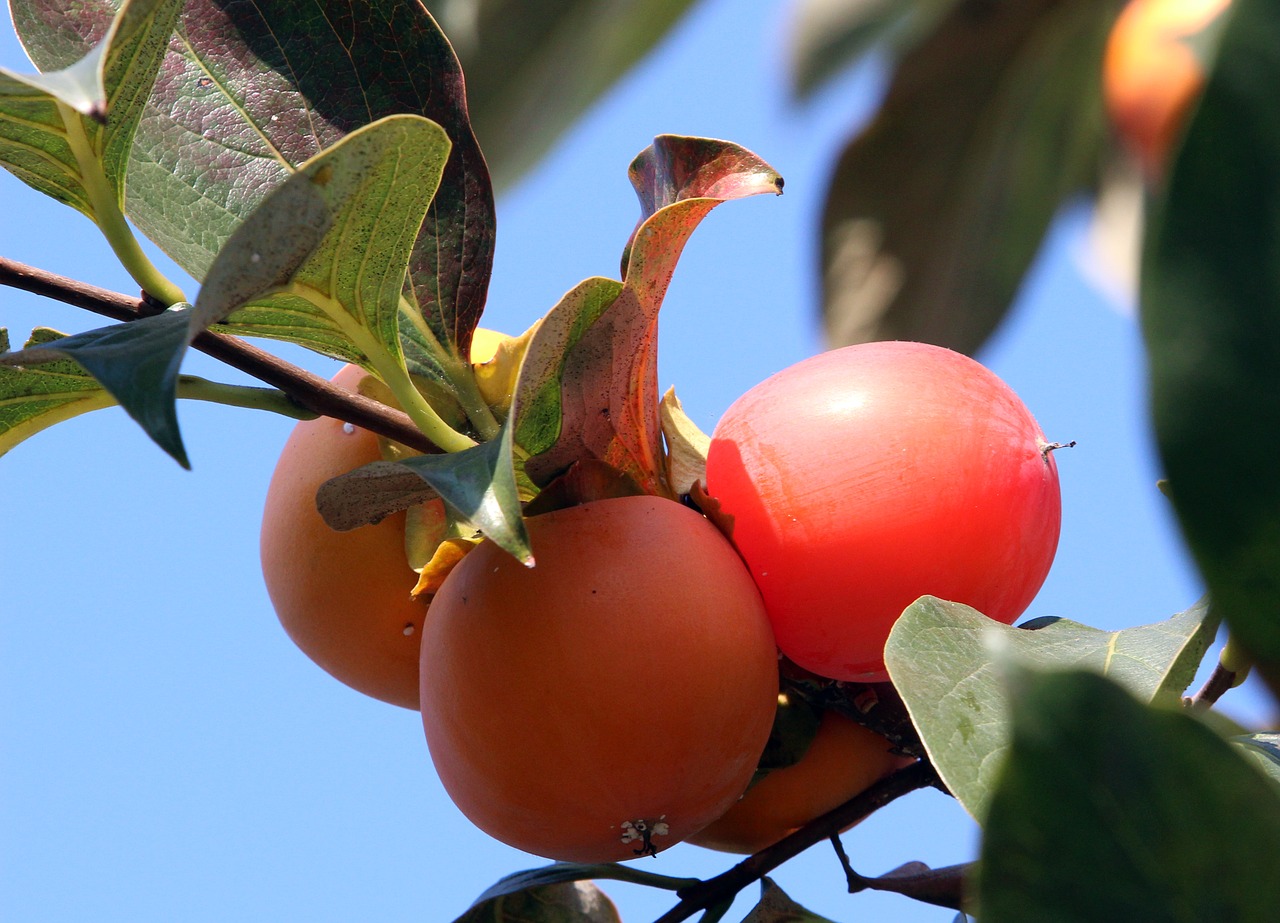 persimmon fruit autumn free photo