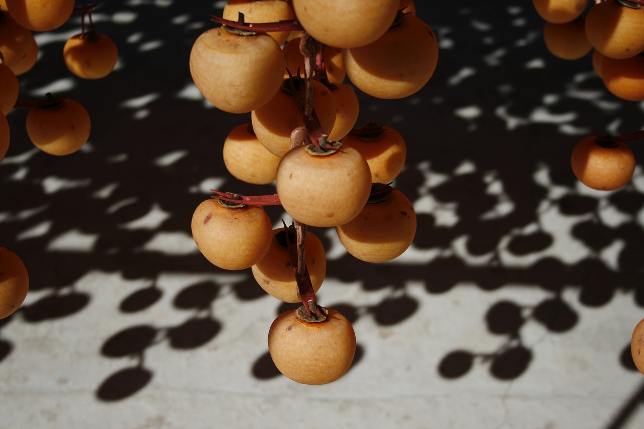 persimmon dried persimmon fruit free photo