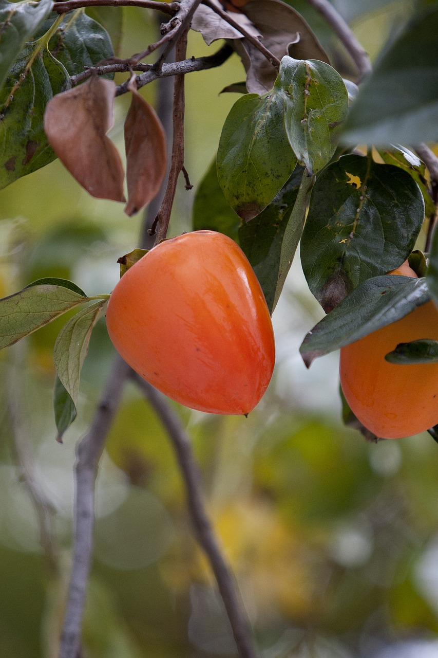 persimmon fruit harvest free photo
