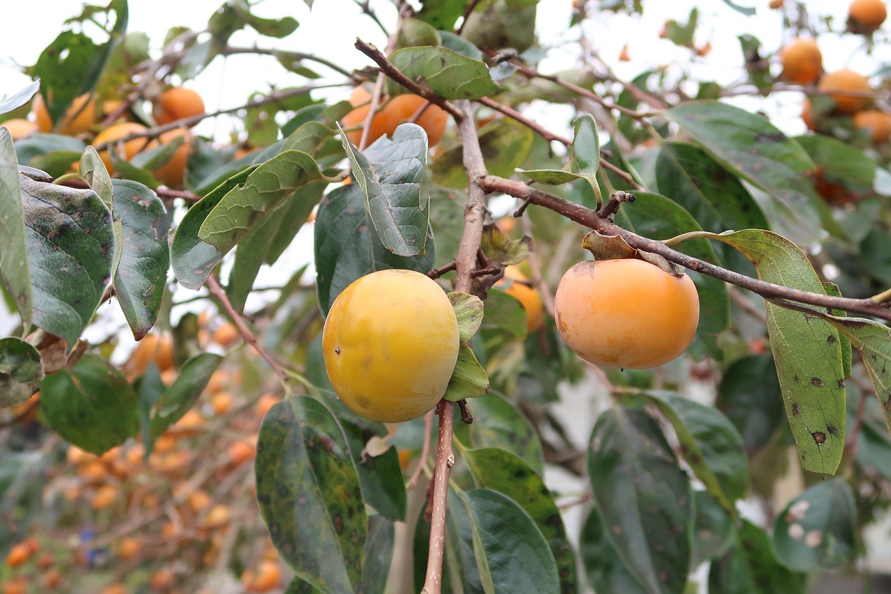 persimmon it it is the fruit of a free photo