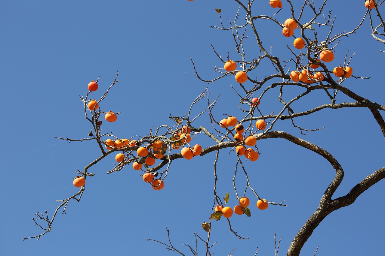 persimmon  fruit  autumn free photo