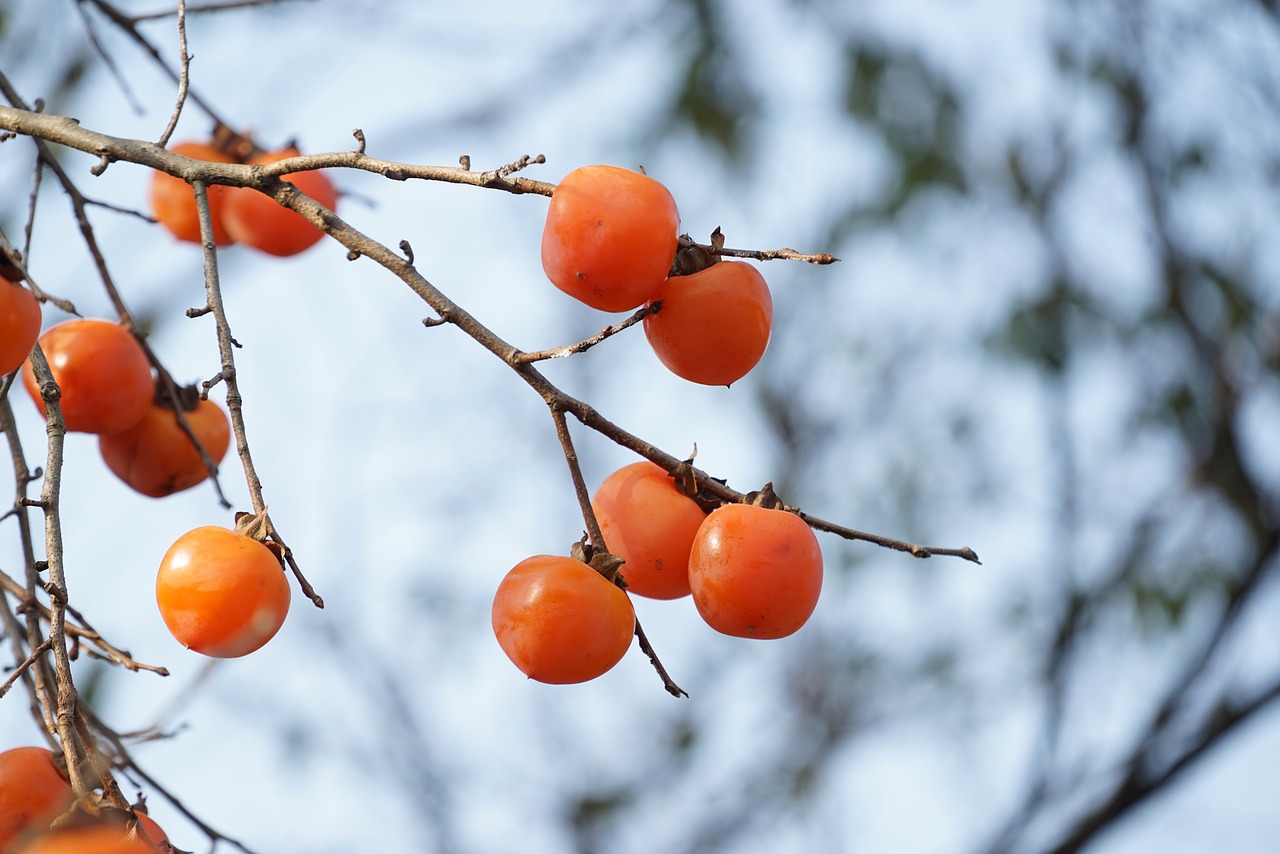 persimmon free pictures  free photos free photo