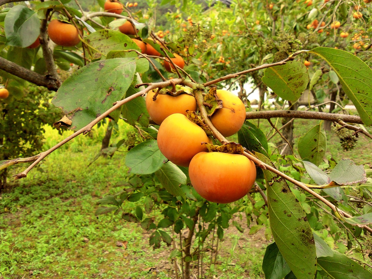 persimmon  fruit  harvest free photo
