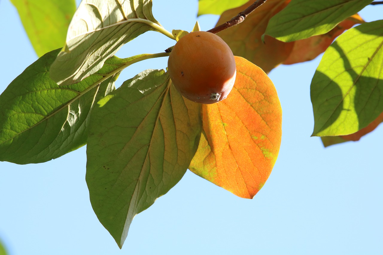 persimmon  fruit  autumn free photo