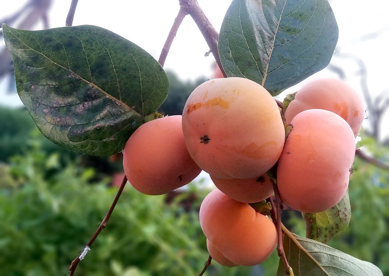 persimmon  fruit  in autumn free photo