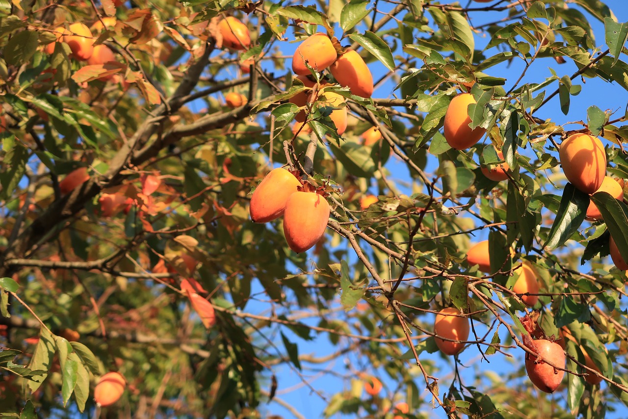 persimmon  autumn  natural free photo