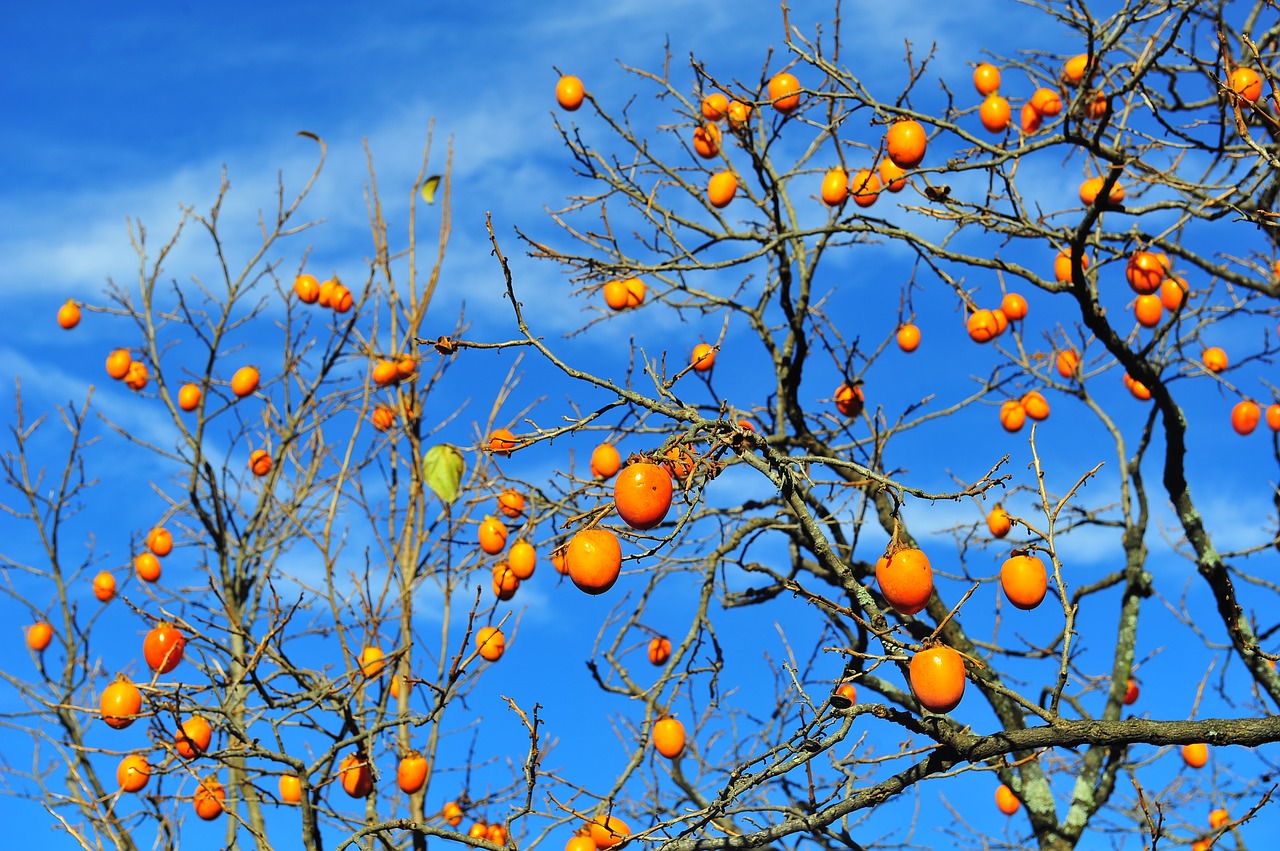 persimmon  fruit  long a pillar of confidence free photo