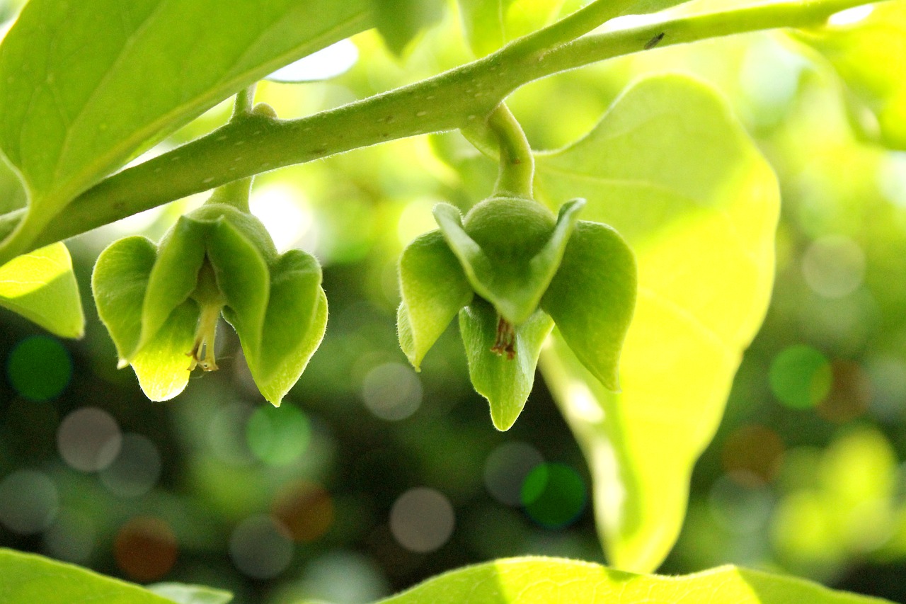 persimmon  leaf  natural free photo