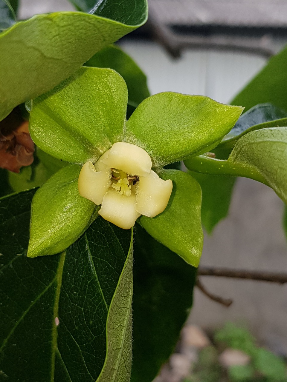 persimmon  gamkkot  nature free photo