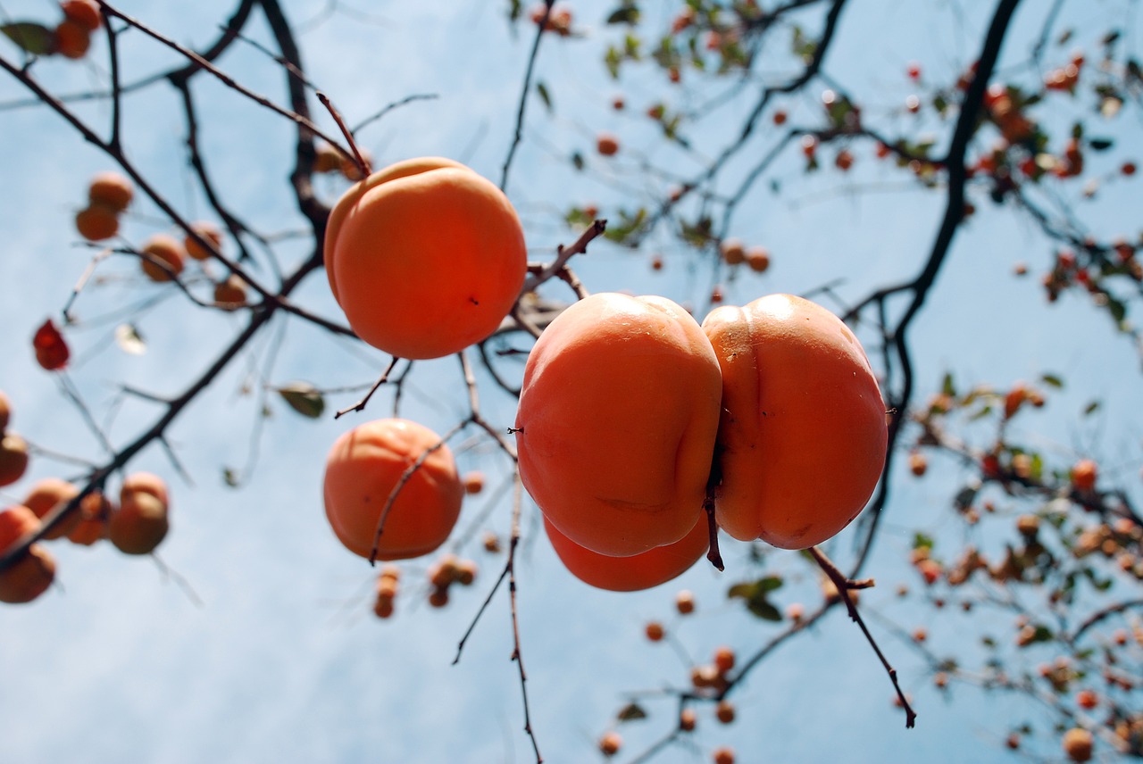 persimmon autumn fruit free photo