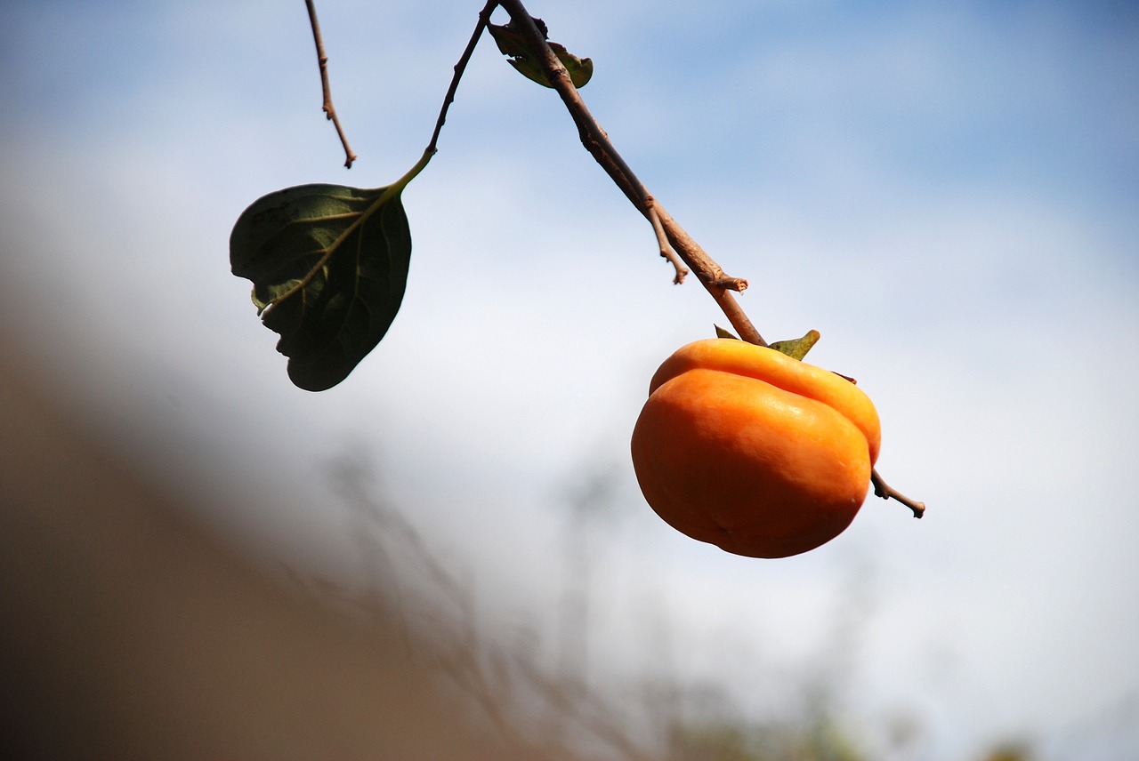 persimmon autumn fruit free photo