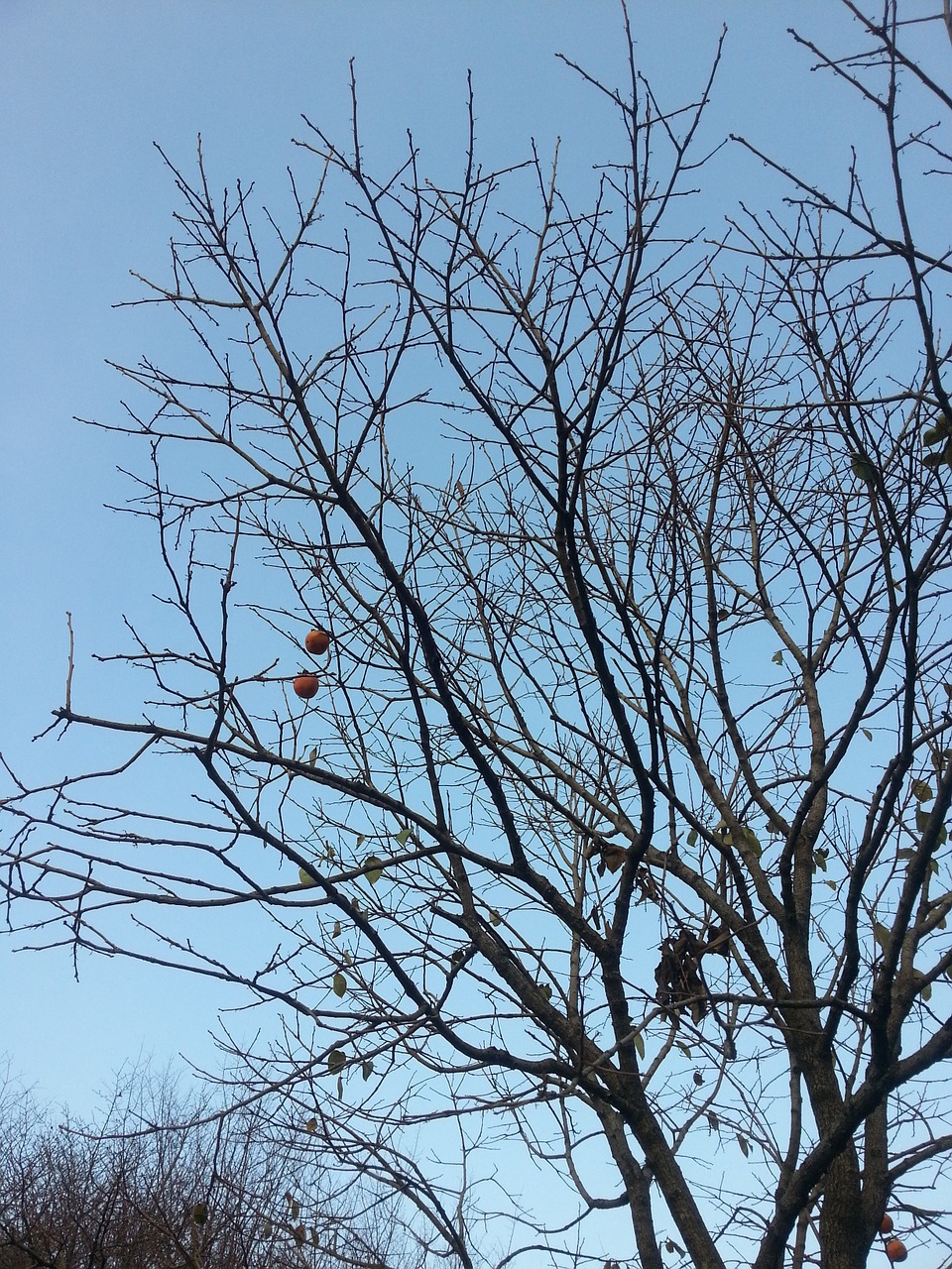 persimmon the tree of death autumn free photo