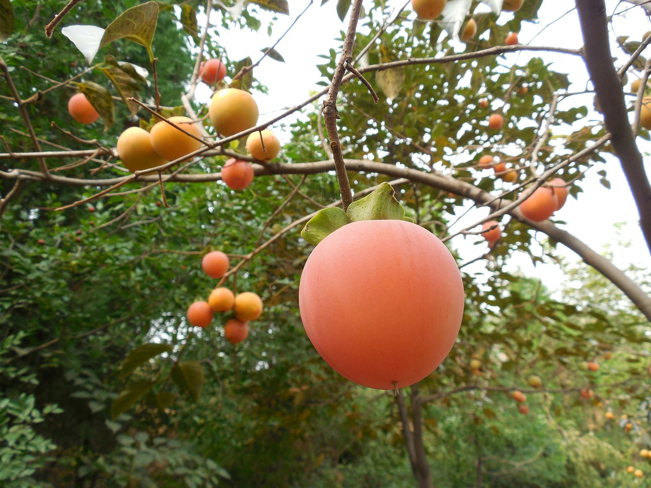 persimmon fruit tree healthy free photo