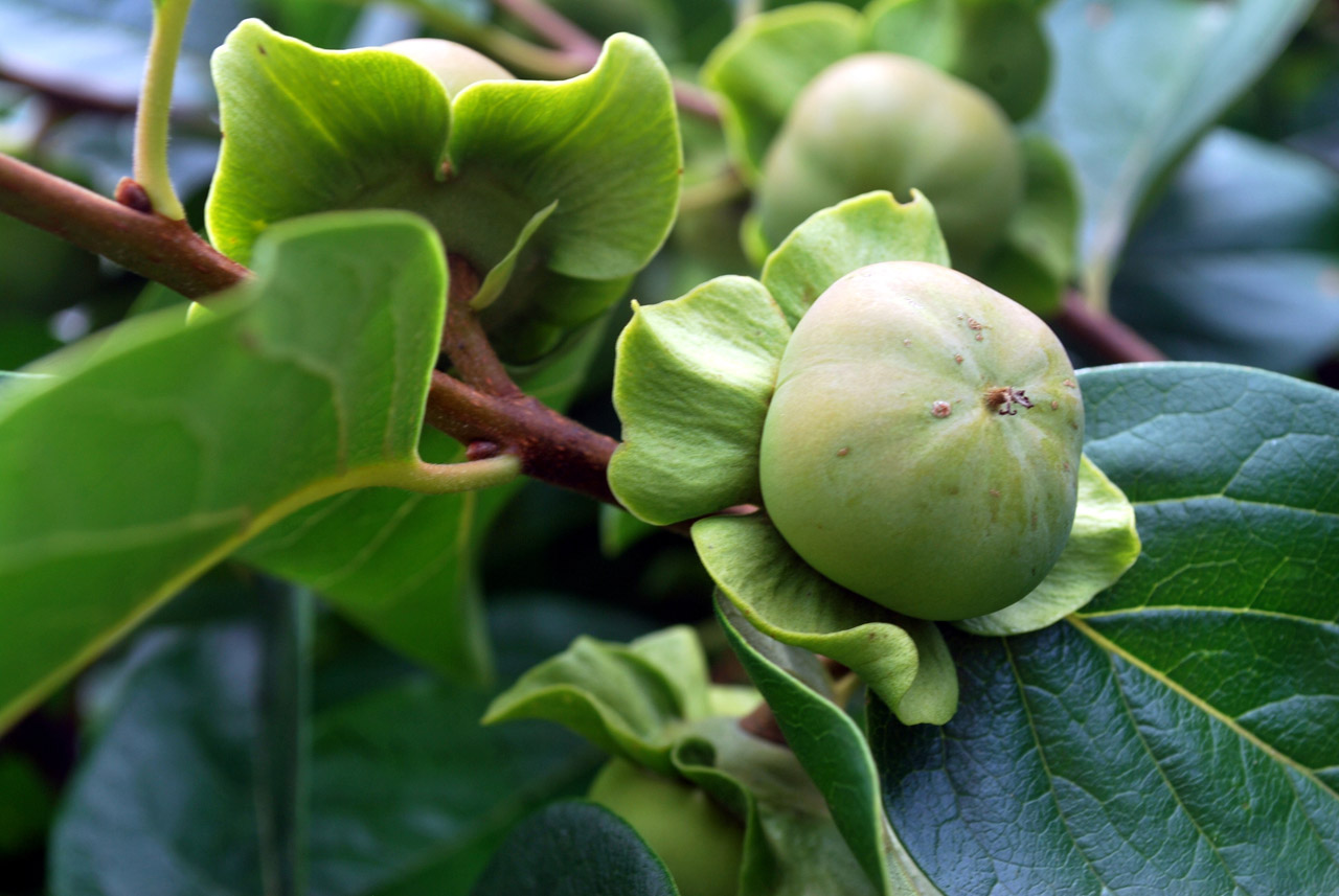 persimmon tree fruit free photo