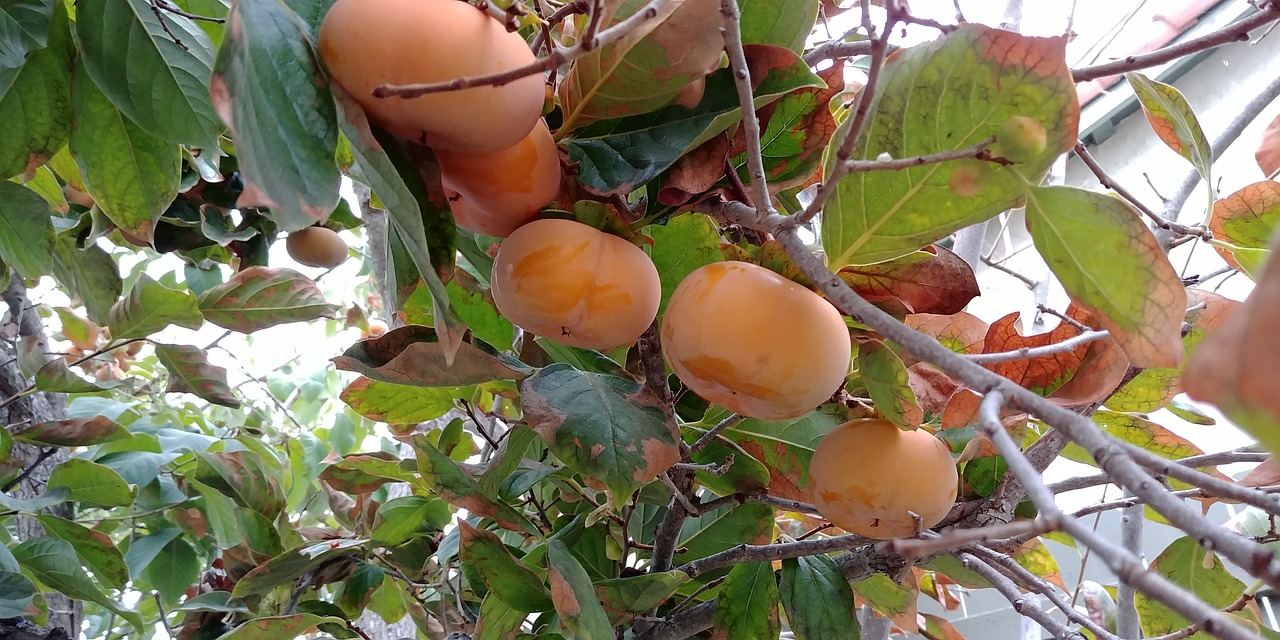persimmons fall fruit free photo