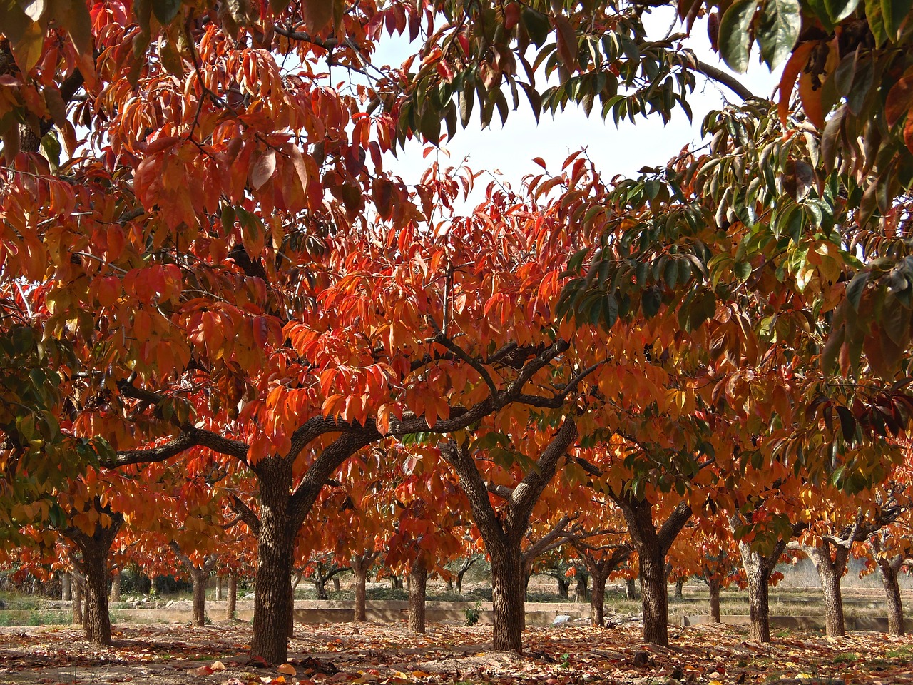 persimmons fruit tree deciduous free photo