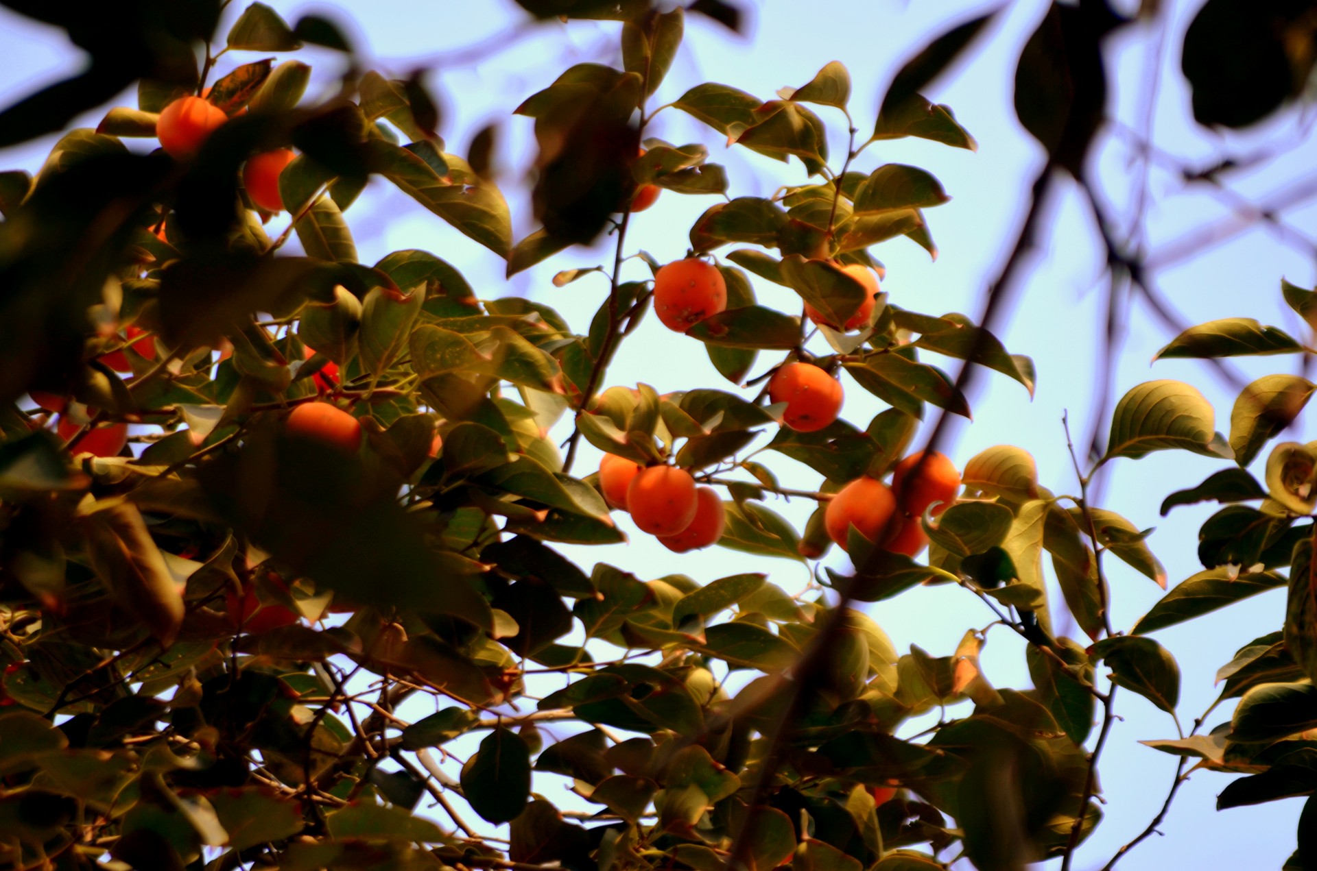 persimmon persimmons fruit free photo