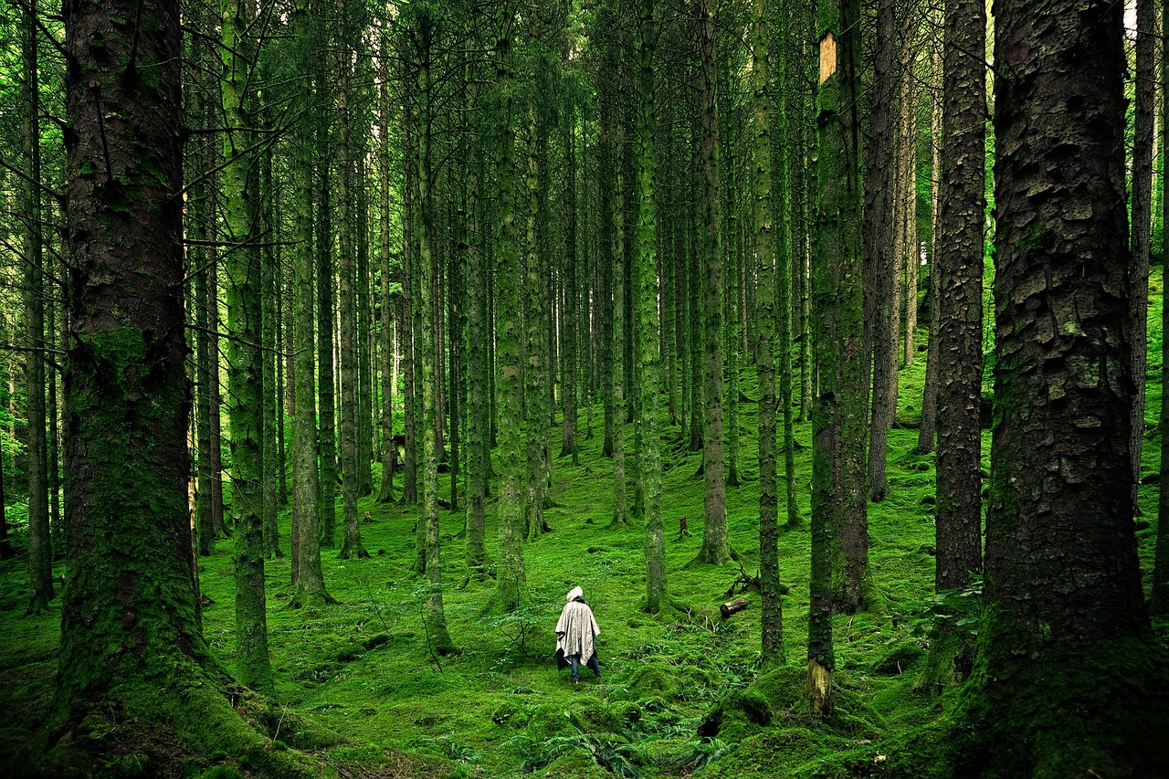 person forest lush free photo