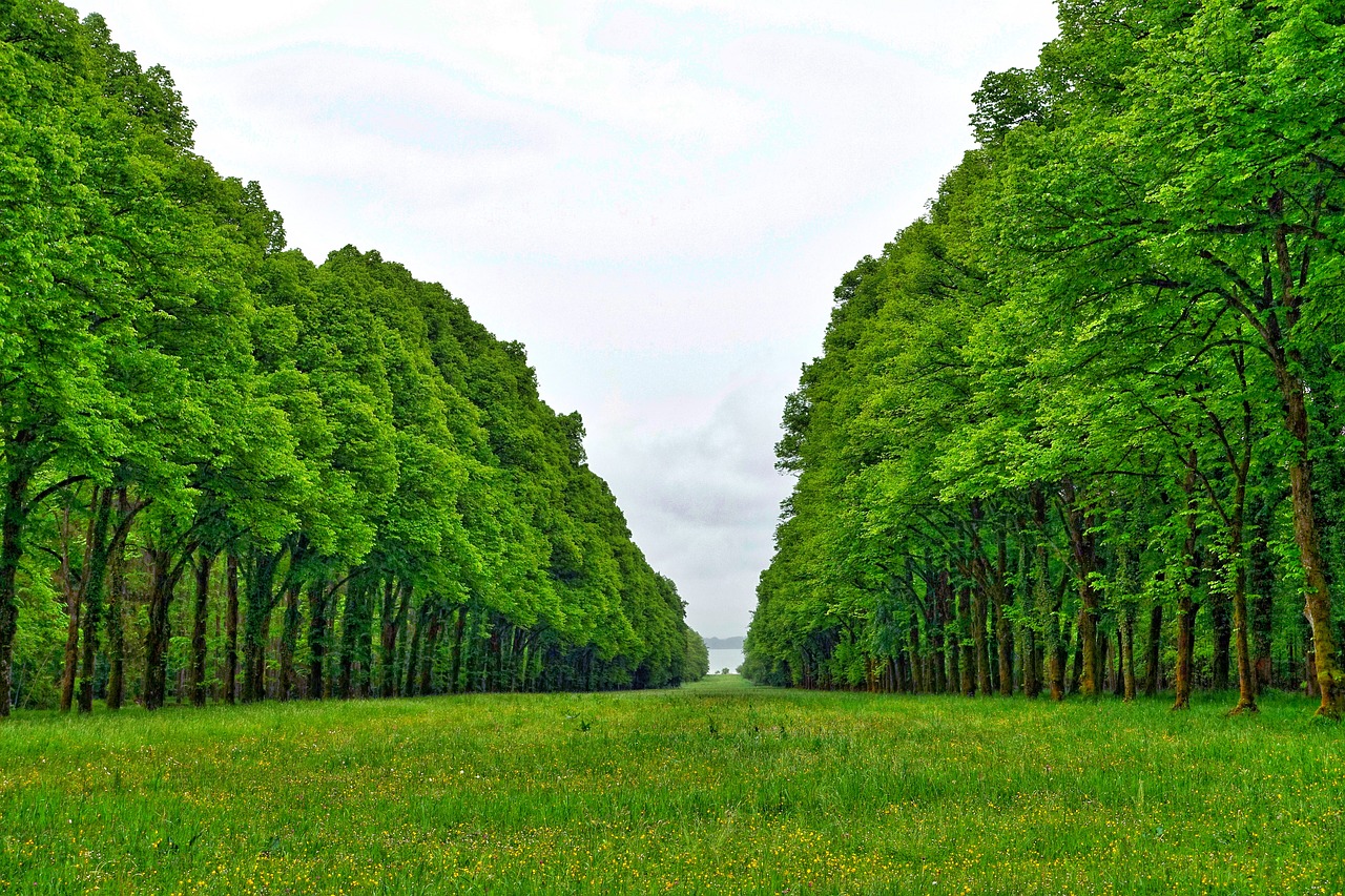 perspective trees line free photo