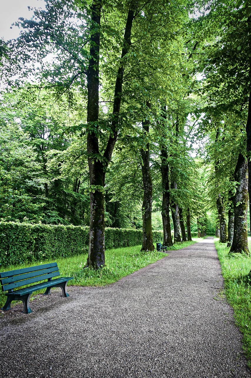 perspective trees line free photo