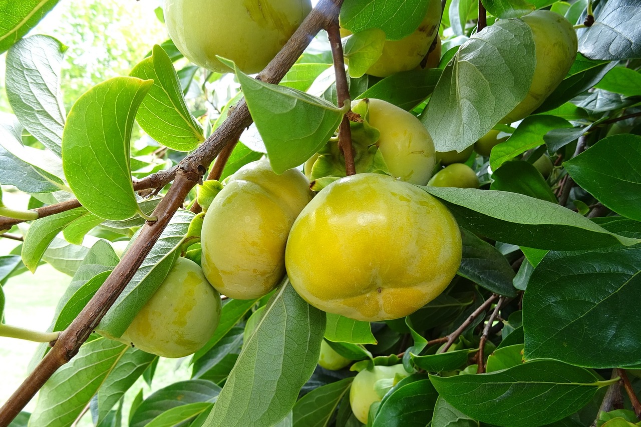 perssimon edible fruit free photo