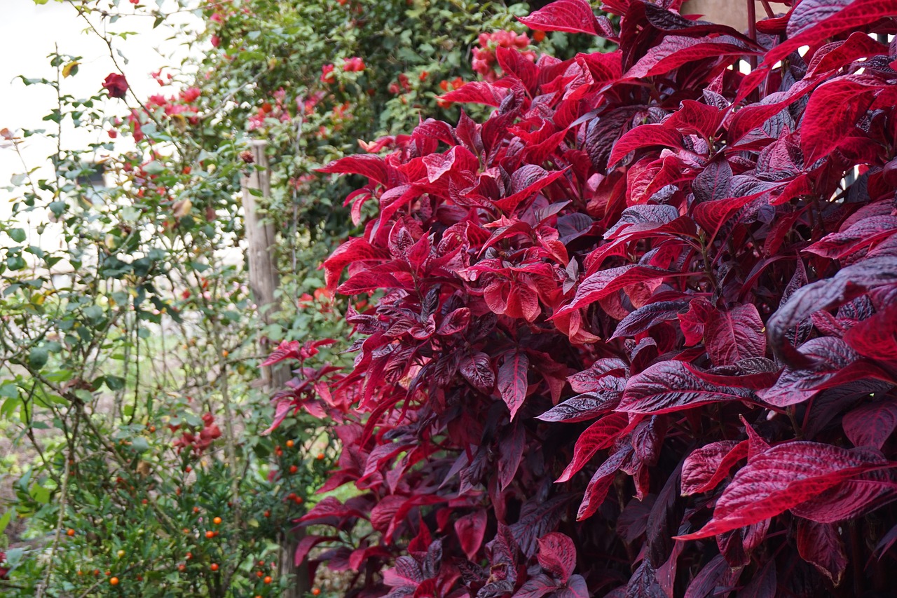 peru flowers rain forest free photo