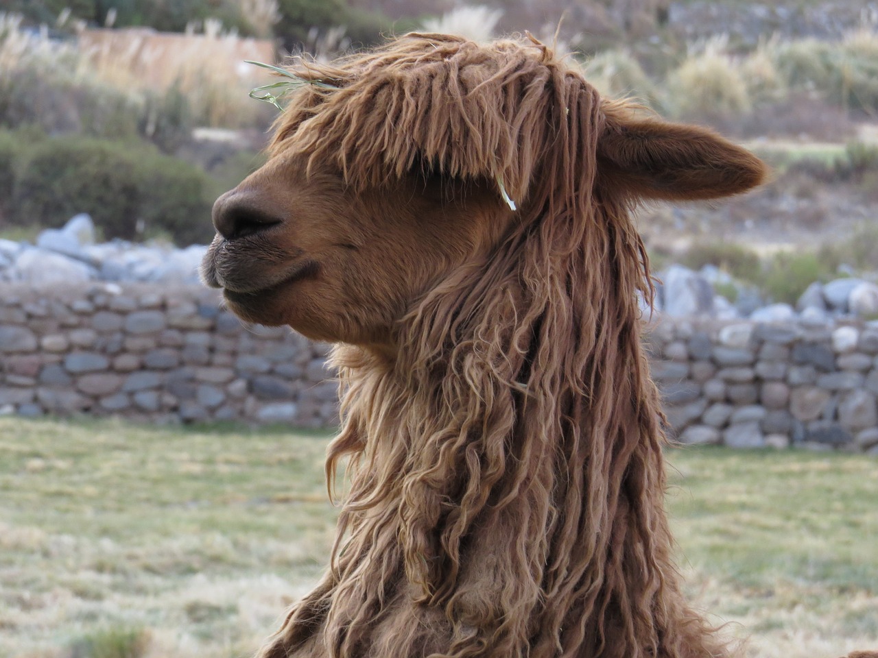 peru alpaca animal free photo