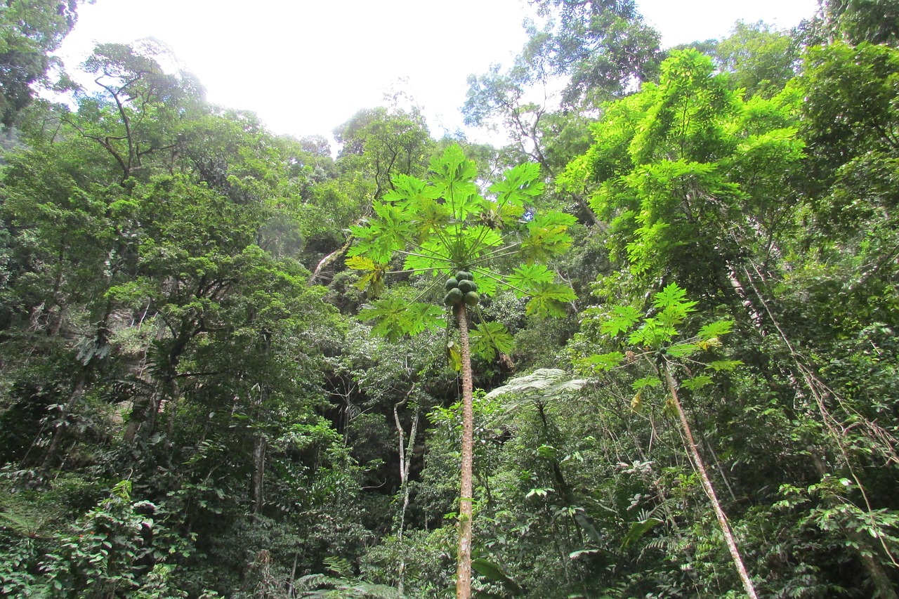 peru jungle tarapoto free photo