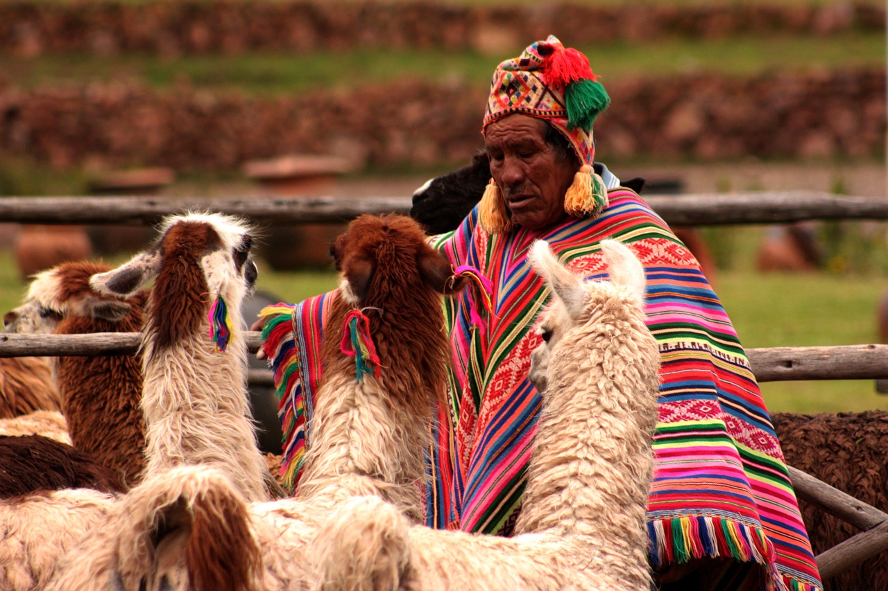 peru llama animals free photo