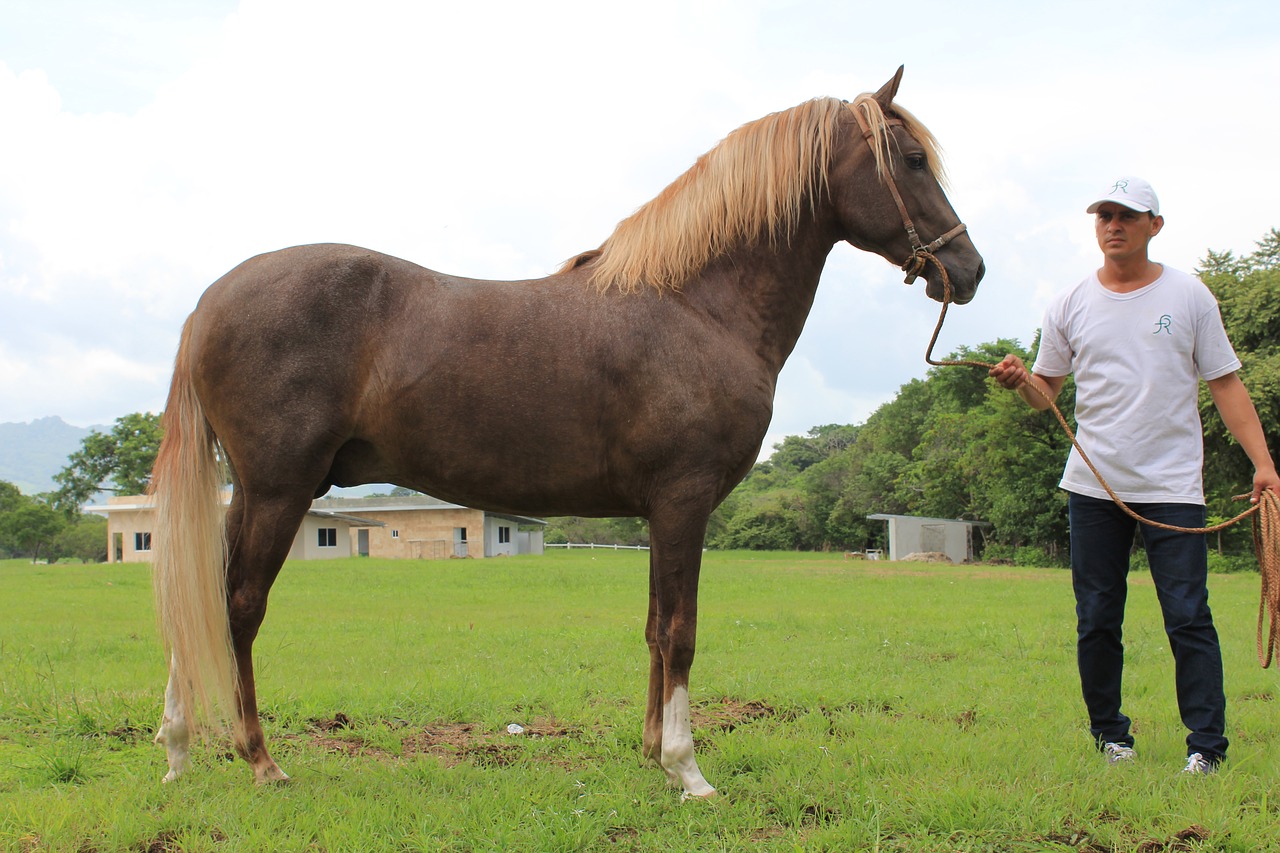 peruvian horse panama free photo