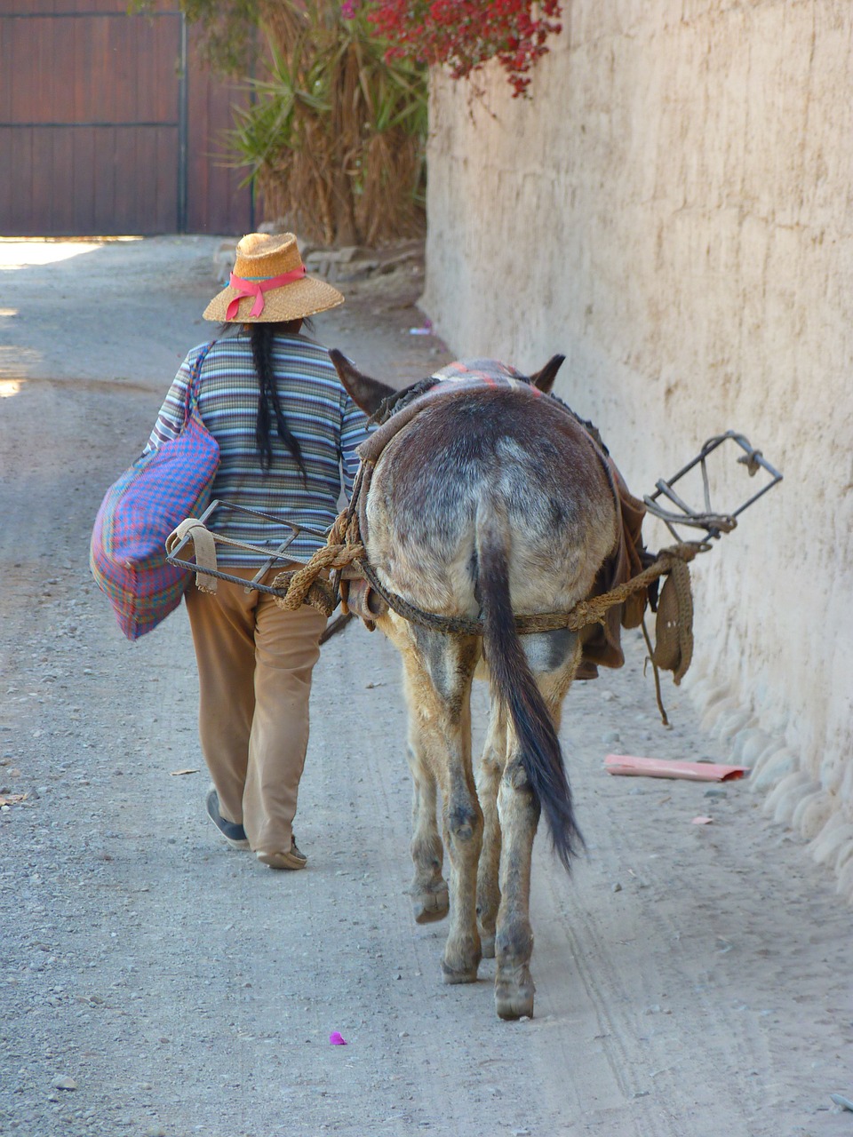 peruvian donkey last free photo