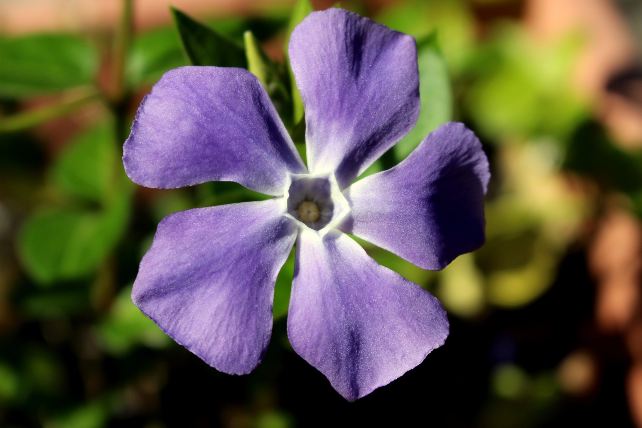 flower periwinkle pervenche flower free photo