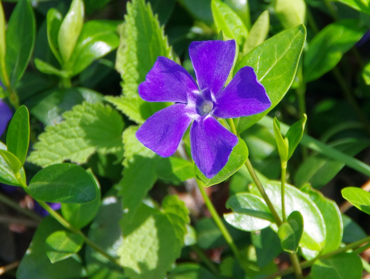 pervenche violet blue flower free photo