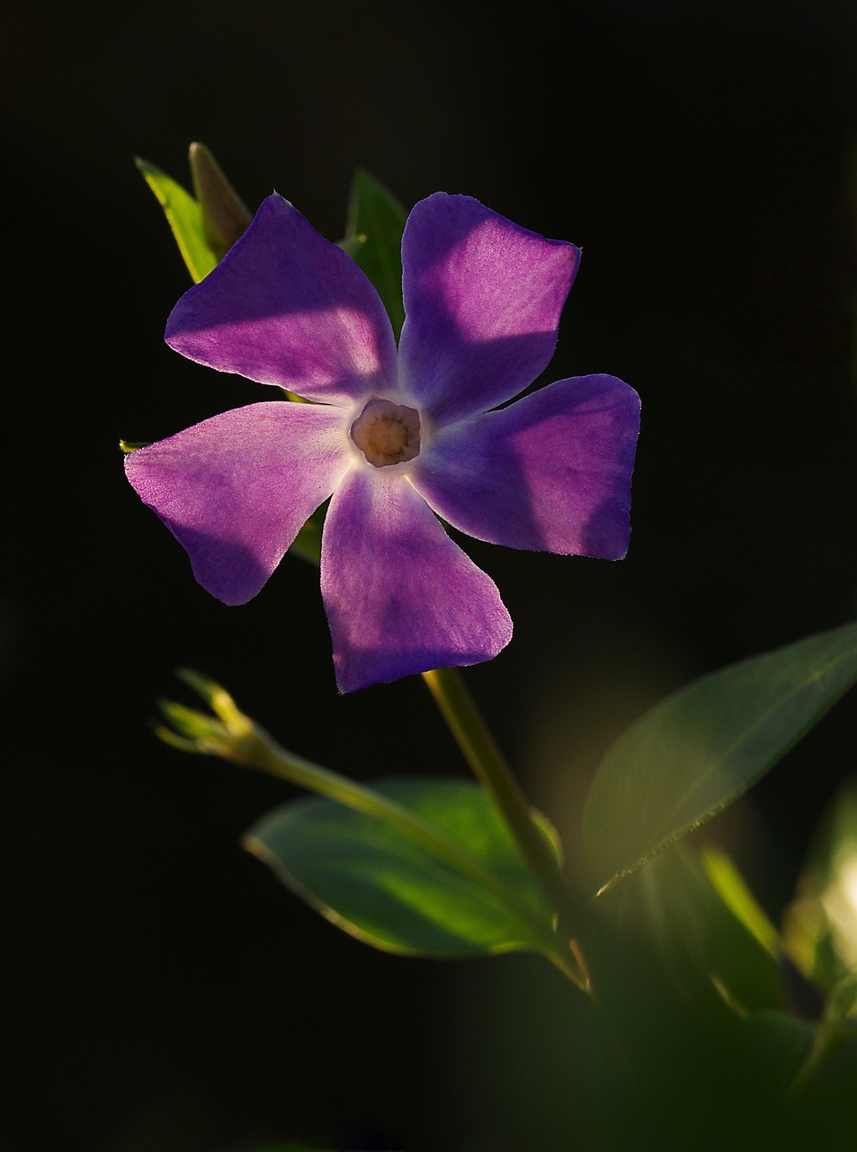 pervenche flower purple free photo