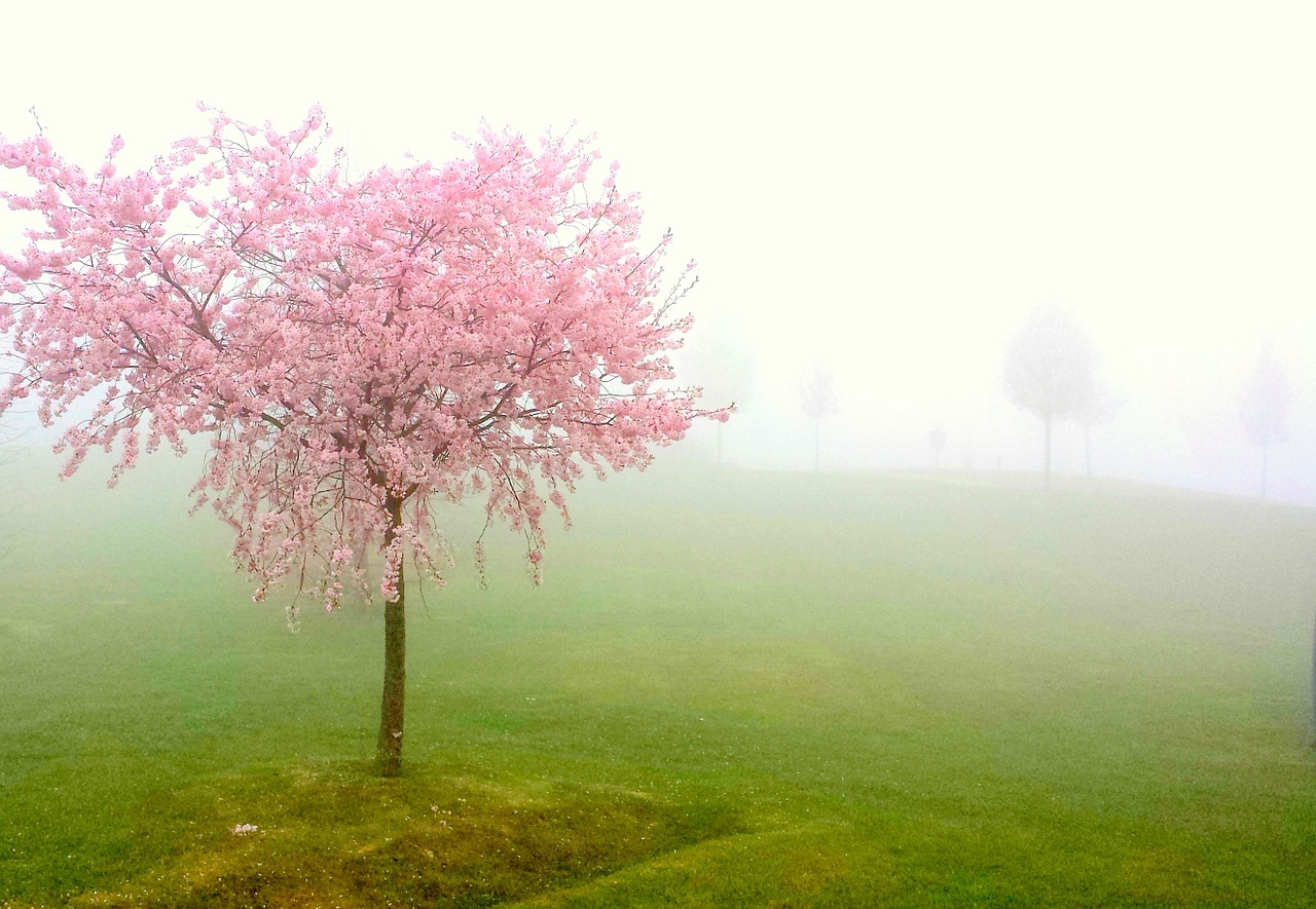pesco fog bloom free photo
