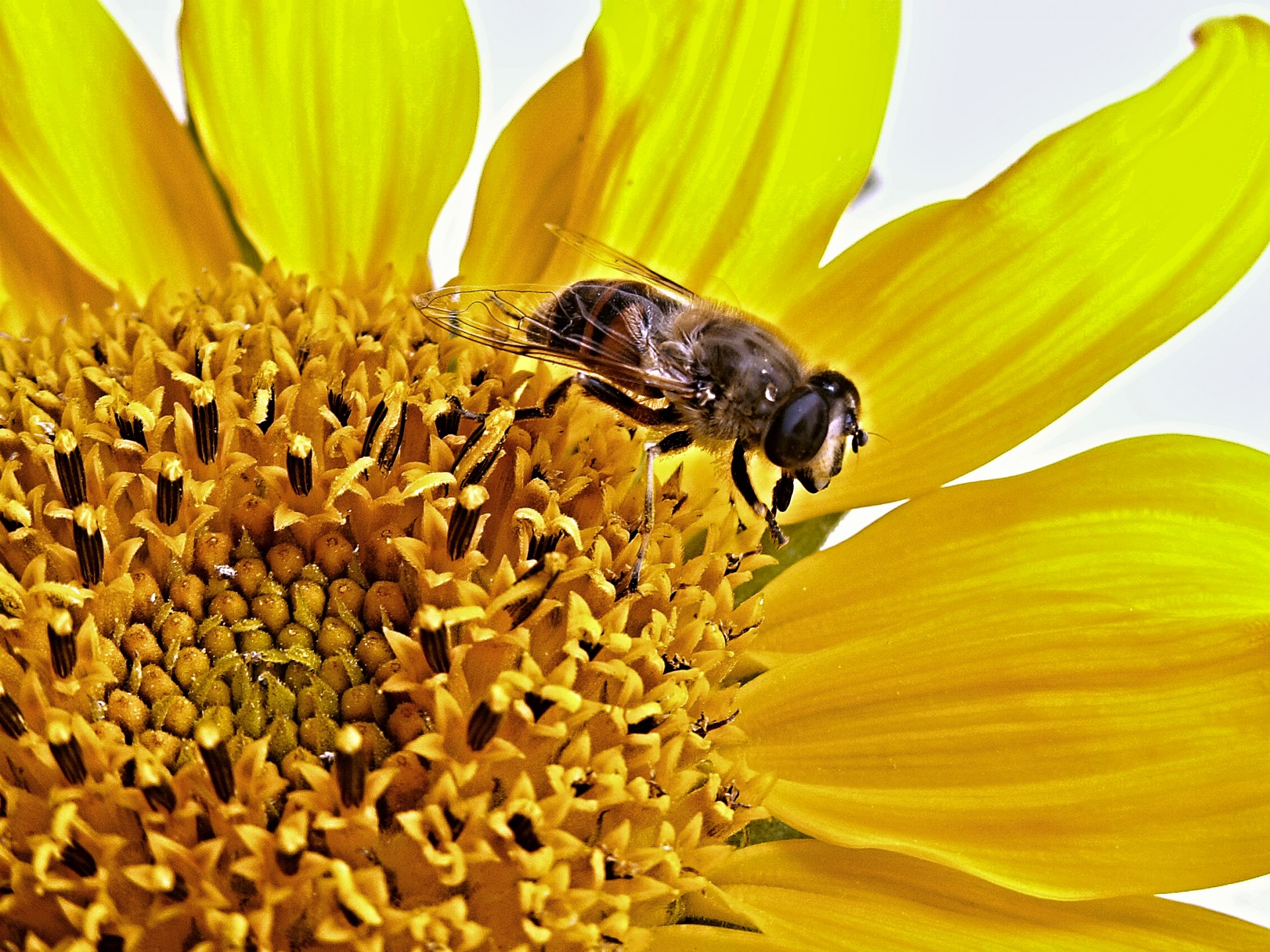 fly marmalade hoverfly sunflower free photo