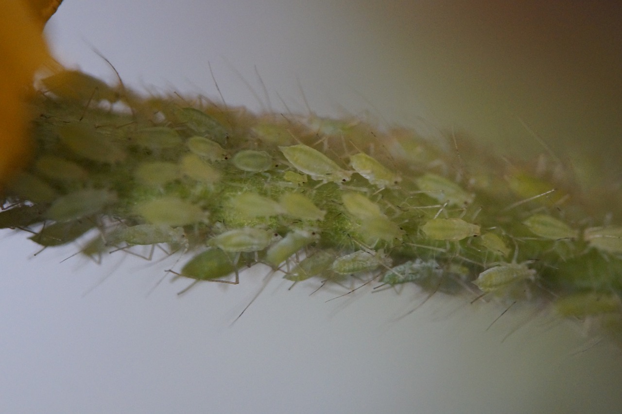pests lice aphids free photo