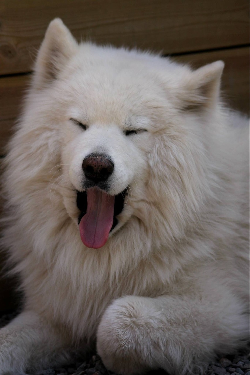 pet dog white free photo